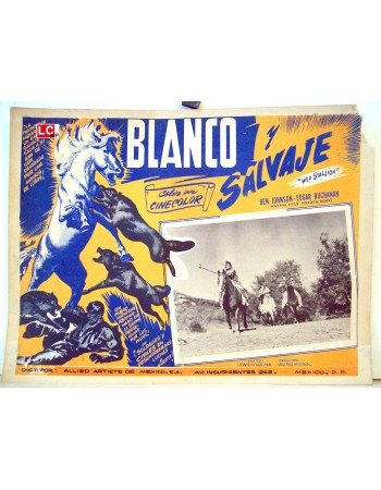 WILD STALLION