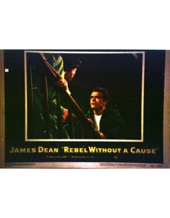 REBEL WITHOUT A CAUSE