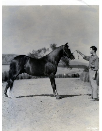 ROBERT TAYLOR