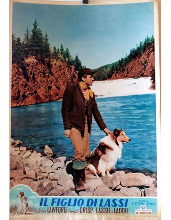 SON OF LASSIE