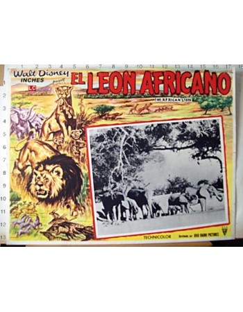THE AFRICAN LION