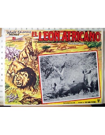 THE AFRICAN LION