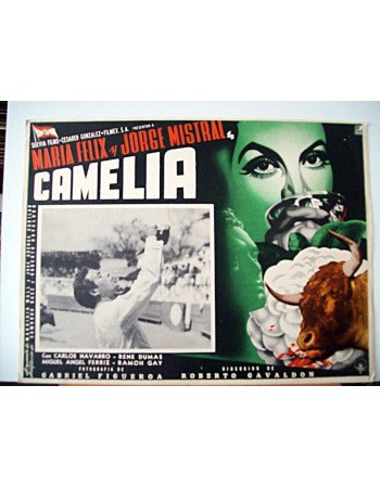 CAMELIA