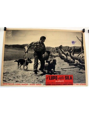 IL LUPO DELLA SILA