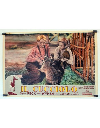 THE YEARLING