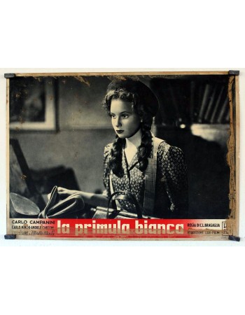 LA PRIMULA BIANCA