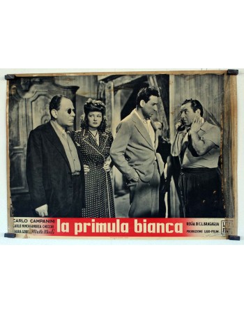 LA PRIMULA BIANCA