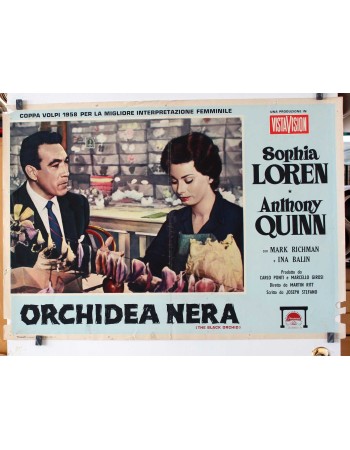 THE BLACK ORCHID