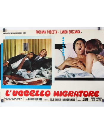 LUCCELLO MIGRATORE