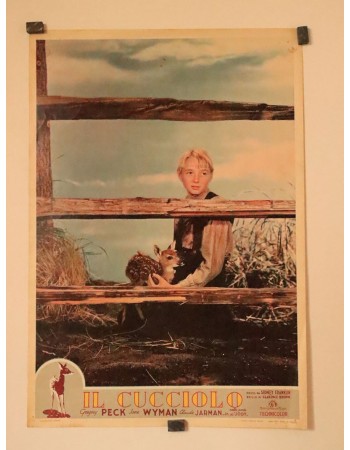 THE YEARLING
