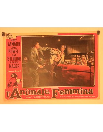 THE FEMALE ANIMAL