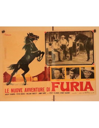 LE NUOVE AVVENTURE DI FURIA