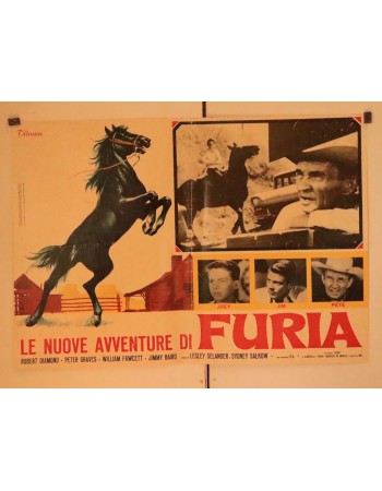 LE NUOVE AVVENTURE DI FURIA